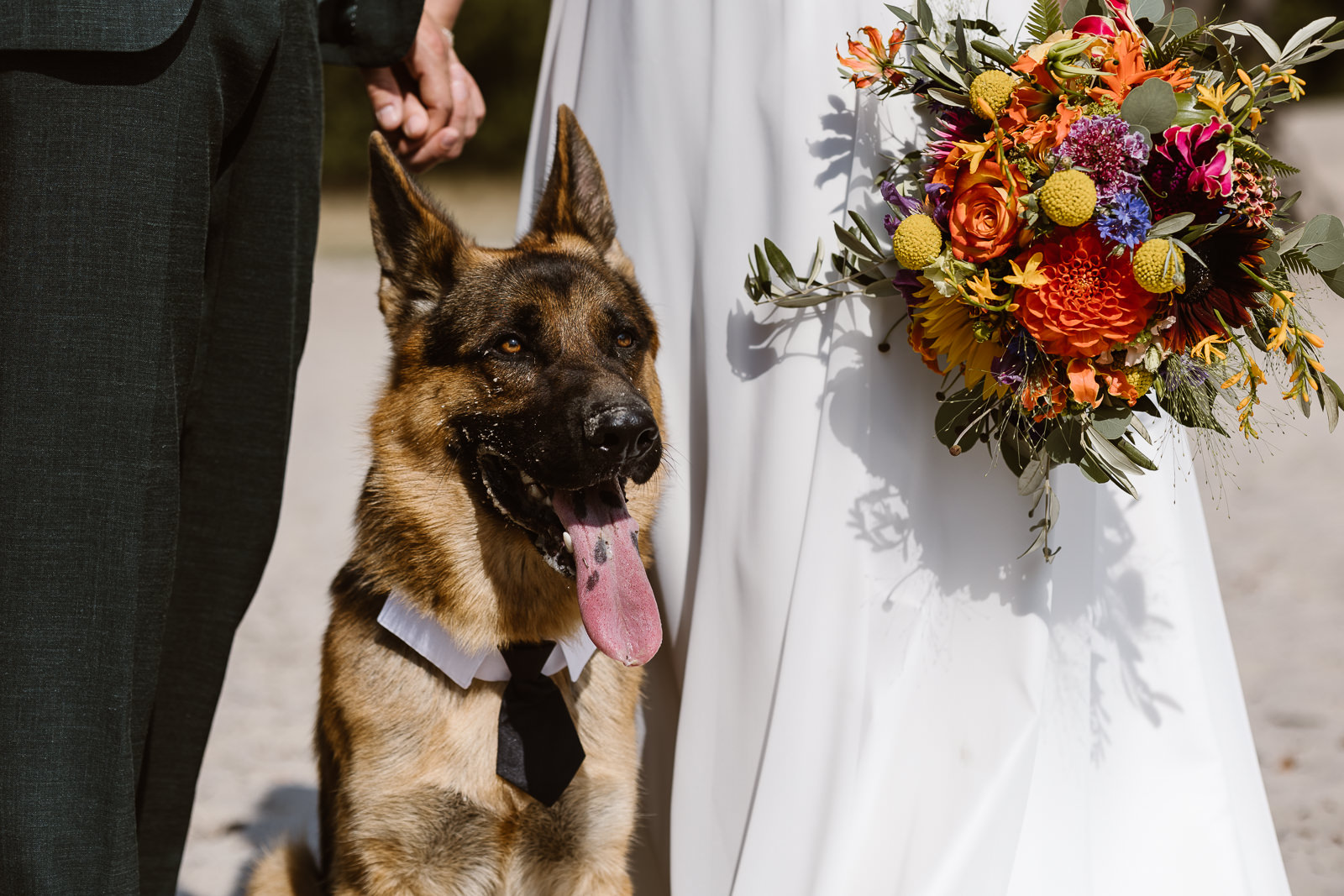 Hond met stropdas poseert bij bruidspaar