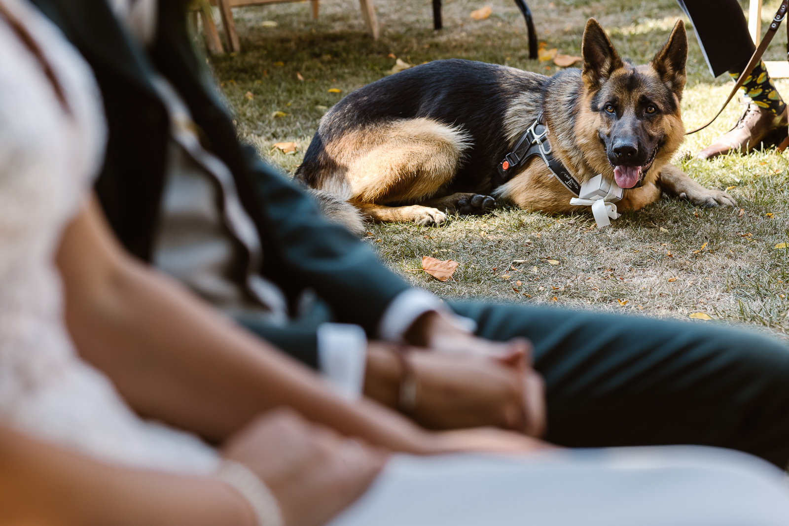 Hond kijkt naar bruidspaar